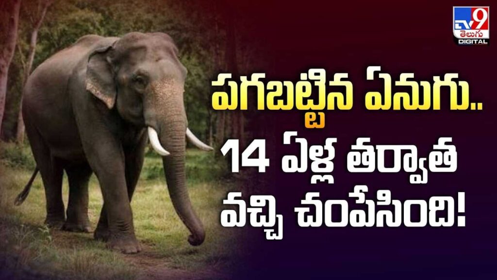 పగబట్టిన ఏనుగు.. 14 ఏళ్ల తర్వాత వచ్చి చంపేసింది!