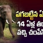 పగబట్టిన ఏనుగు.. 14 ఏళ్ల తర్వాత వచ్చి చంపేసింది!