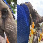 Video: పీఠాధిపతికి కన్నీటి వీడ్కోలు పలికిన ఏనుగు.. అనంతపురంలో ఆసక్తికర ఘటన