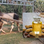 గానుగ ఆడించిన నూనెను వంటల్లో వాడొచ్చా? ఓల్డ్ ఈజ్ గోల్డ్ అనే సర్టిఫికెట్ దీనికి ఇవ్వొచ్చా..?