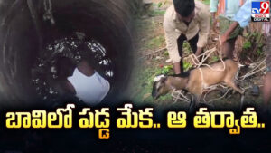 బావిలో పడ్డ మేక.. ఆ తర్వాత..