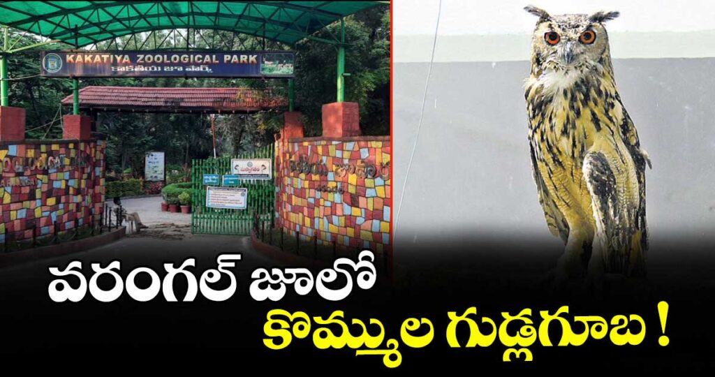 వరంగల్ జూలో కొమ్ముల గుడ్లగూబ !