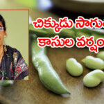 AP సైంటిస్ట్‌కు రూ.3.6 కోట్ల డెన్మార్క్ ఫెలోషిప్.. Fava Beans సాగుతో కాసుల పంట