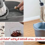 Pest Control Hacks: వర్షాకాలంలో ఇళ్లలోకి వచ్చే కీటకాలు, బొద్దింకలకు చెక్.. కెమికల్ వాడకుండానే ఇల్లంతా క్లీన్!