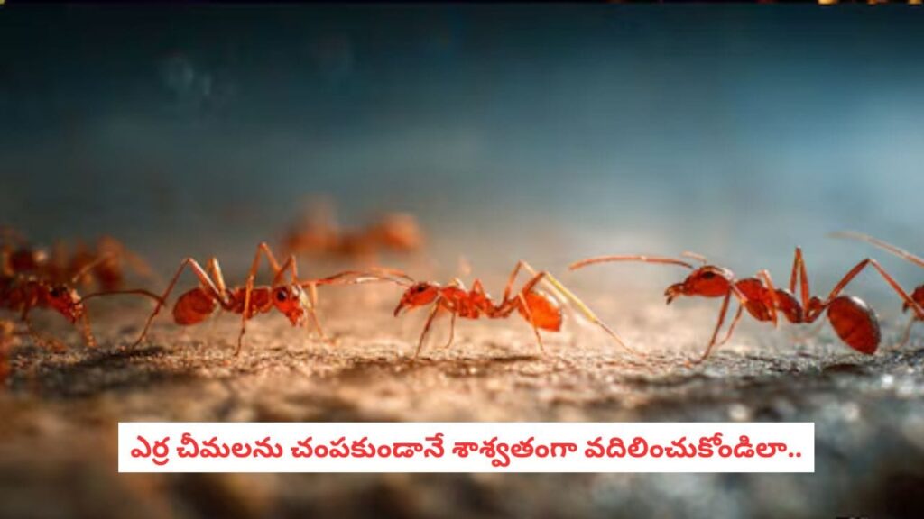 Kitchen Hacks: ఈ ఒక్క టెక్నిక్ తెలిస్తే చాలు.. ఎర్ర చీమలు తోక ముడిచి పారిపోవాల్సిందే, బెస్ట్ హోమ్ రెమెడీస్!