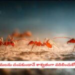 Kitchen Hacks: ఈ ఒక్క టెక్నిక్ తెలిస్తే చాలు.. ఎర్ర చీమలు తోక ముడిచి పారిపోవాల్సిందే, బెస్ట్ హోమ్ రెమెడీస్!