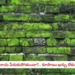 Monsoon Roof Care: వానలకు టెర్రస్ పై పచ్చని నాచు పేరుకుపోయిందా?.. శాశ్వతంగా వదిలించే సింపుల్ హోమ్ రెమెడీస్!