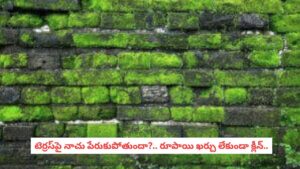 Monsoon Roof Care: వానలకు టెర్రస్ పై పచ్చని నాచు పేరుకుపోయిందా?.. శాశ్వతంగా వదిలించే సింపుల్ హోమ్ రెమెడీస్!