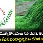 నాచు మొక్కతో సహజ నీలి రంగు తయారీ..హైదరాబాద్ కేఎన్ బయోసైన్సెస్‌‌కు టీడీబీ ఆర్థిక సాయం