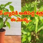షుగర్ వ్యాధికి అతిపెద్ద శత్రువు ఈ మొక్క.. డయాబెటిస్‌కు చెక్ పెట్టే ప్రకృతి వరప్రసాదం..!