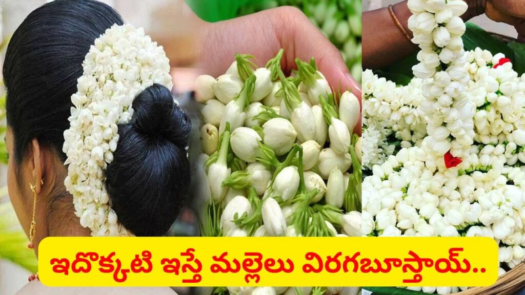 వర్షాకాలంలోనూ గుత్తులు గుత్తులుగా మల్లెపూలు.. కిచెన్‌లో ఉండే ఇదొక్కటి వేస్తే చాలు..