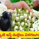 వర్షాకాలంలోనూ గుత్తులు గుత్తులుగా మల్లెపూలు.. కిచెన్‌లో ఉండే ఇదొక్కటి వేస్తే చాలు..