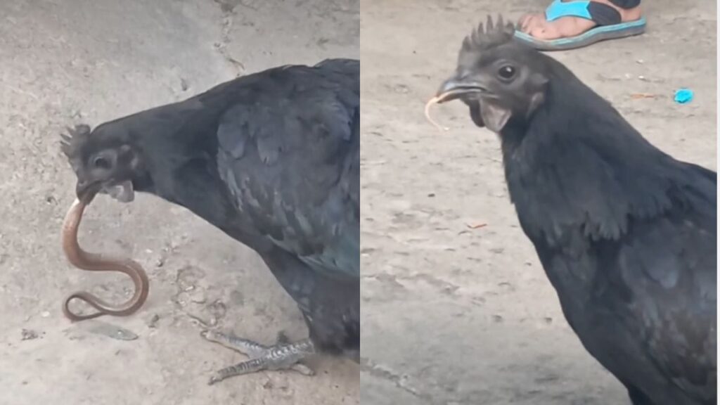 Viral Video: వామ్మో ఇదేం కోడి రా సామి.. పామును నూడిల్స్‌లా మింగేసింది.. ఇదిగో వీడియో