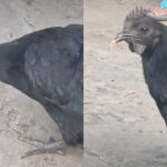 Viral Video: వామ్మో ఇదేం కోడి రా సామి.. పామును నూడిల్స్‌లా మింగేసింది.. ఇదిగో వీడియో