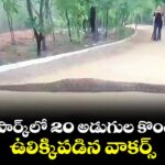 కేబీఆర్ పార్క్‌‌లో 20 అడుగుల కొండచిలువ..ఉలిక్కిపడిన వాకర్స్