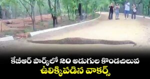 కేబీఆర్ పార్క్‌‌లో 20 అడుగుల కొండచిలువ..ఉలిక్కిపడిన వాకర్స్