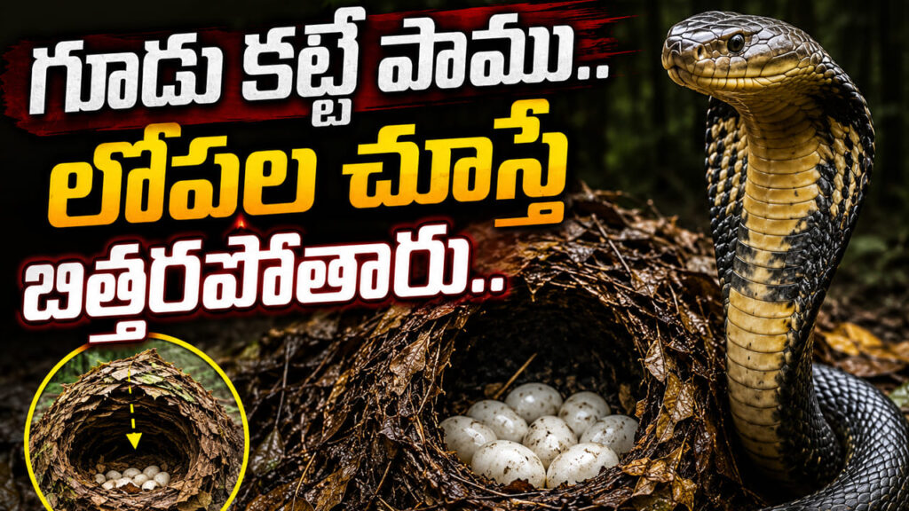 గూడు కట్టే ఏకైక పాము.. లోపల చూస్తే బిత్తరపోతారు.. పిల్లల కోసం 90 రోజుల కఠిన తపస్సు..