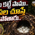 గూడు కట్టే ఏకైక పాము.. లోపల చూస్తే బిత్తరపోతారు.. పిల్లల కోసం 90 రోజుల కఠిన తపస్సు..