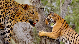 చిరుత వర్సెస్ ఆడపులి – ముఖాముఖి పోరులో గెలుపు ఎవరిది?