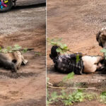 Viral Video: సింహం దాడి చేసింది.. కానీ యువ రైతు రియాక్షన్‌తో అంతా షాక్!