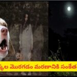 కుక్కలకు దెయ్యాలు కనిపిస్తాయా? అర్ధరాత్రి కుక్కలు ఎందుకు మొరుగుతాయో తెలుసా?