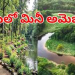 Mini Amazon: ఏపీలో మినీ అమెజాన్ ఫారెస్ట్.. చూస్తే ఫిదా అవ్వాల్సిందే.. ఎక్కడో తెలుసా..?