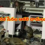 Watch: ఇంట్లో కోతుల కిష్కిందకాండ.. బయట వీధి కుక్కల స్వైర విహారం! నగర జనం బెంబేలు
