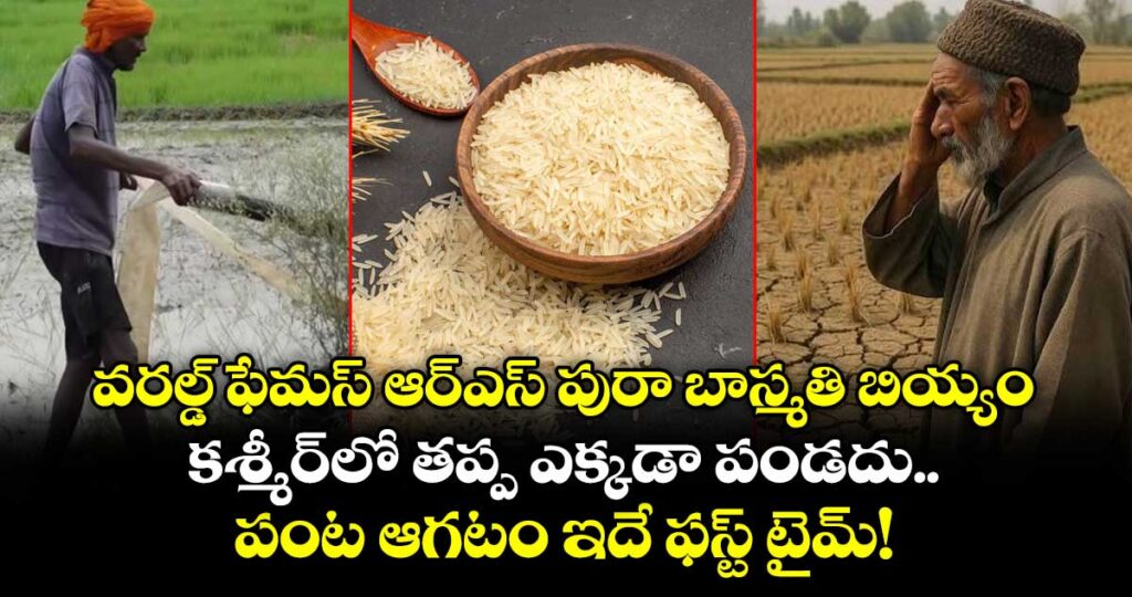 వరల్డ్ ఫేమస్ ఆర్ఎస్ పురా బాస్మతి బియ్యం.. కశ్మీర్⁭లో తప్ప ఎక్కడా పండదు.. పంట ఆగటం ఇదే ఫస్ట్ టైమ్!