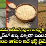 వరల్డ్ ఫేమస్ ఆర్ఎస్ పురా బాస్మతి బియ్యం.. కశ్మీర్⁭లో తప్ప ఎక్కడా పండదు.. పంట ఆగటం ఇదే ఫస్ట్ టైమ్!