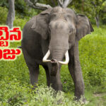 ఏనుగులు పగబడతాయా..? గ్రామం మారినా వెంటాడింది.. 14 ఏళ్లలో ఒకే కుటుంబానికి చెందిన నలుగురిని చంపిన ఏనుగు!