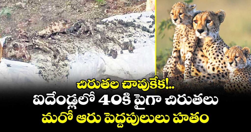 చిరుతల చావుకేక!..ఐదేండ్లలో 40కి పైగా చిరుతలు, మరో ఆరు పెద్దపులులు హతం