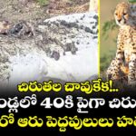 చిరుతల చావుకేక!..ఐదేండ్లలో 40కి పైగా చిరుతలు, మరో ఆరు పెద్దపులులు హతం