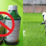 ప్రాణాలు తీస్తున్న గడ్డి మందు.. పారాక్వాట్‌పై కేంద్రం సంచలన నిర్ణయం.. 30 రోజుల్లో..