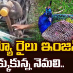 పరుగులు తీస్తున్న రైలు ఇంజిన్‌లో చిక్కుకున్న నెమలి.. కట్ చేస్తే