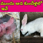 గర్భిణీ కుందేలులో డెలివరీకి ముందు కనిపించే లక్షణాలు ఇవే – పూర్తి వివరాలు