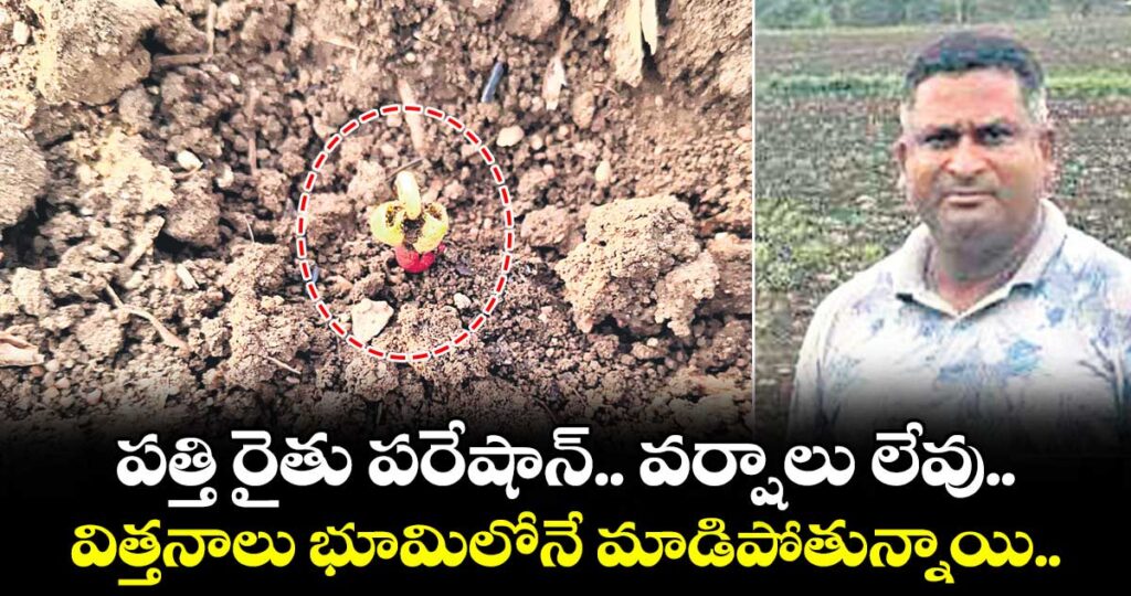 పత్తి రైతు పరేషాన్.. వర్షాలు లేవు.. విత్తనాలు భూమిలోనే మాడిపోతున్నాయి..