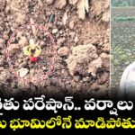 పత్తి రైతు పరేషాన్.. వర్షాలు లేవు.. విత్తనాలు భూమిలోనే మాడిపోతున్నాయి..