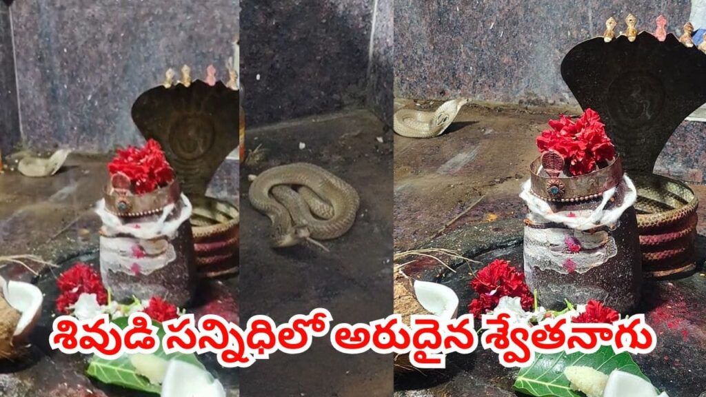 అంతా శివుడి మహత్యం.. సోమవారం నాడు ప్రత్యక్షమైన అరుదైన శ్వేతనాగు.. ఇదిగో వీడియో