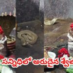 అంతా శివుడి మహత్యం.. సోమవారం నాడు ప్రత్యక్షమైన అరుదైన శ్వేతనాగు.. ఇదిగో వీడియో