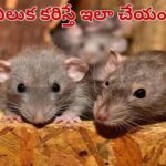 ఎలుక కరిస్తే వెంటనే ఇలా చేయండి.. పొరపాటున ఈ తప్పులు చేస్తే ప్రాణాలకే రిస్క్..
