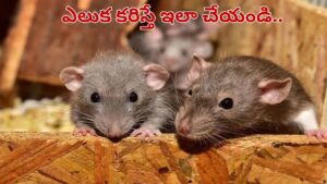ఎలుక కరిస్తే వెంటనే ఇలా చేయండి.. పొరపాటున ఈ తప్పులు చేస్తే ప్రాణాలకే రిస్క్..