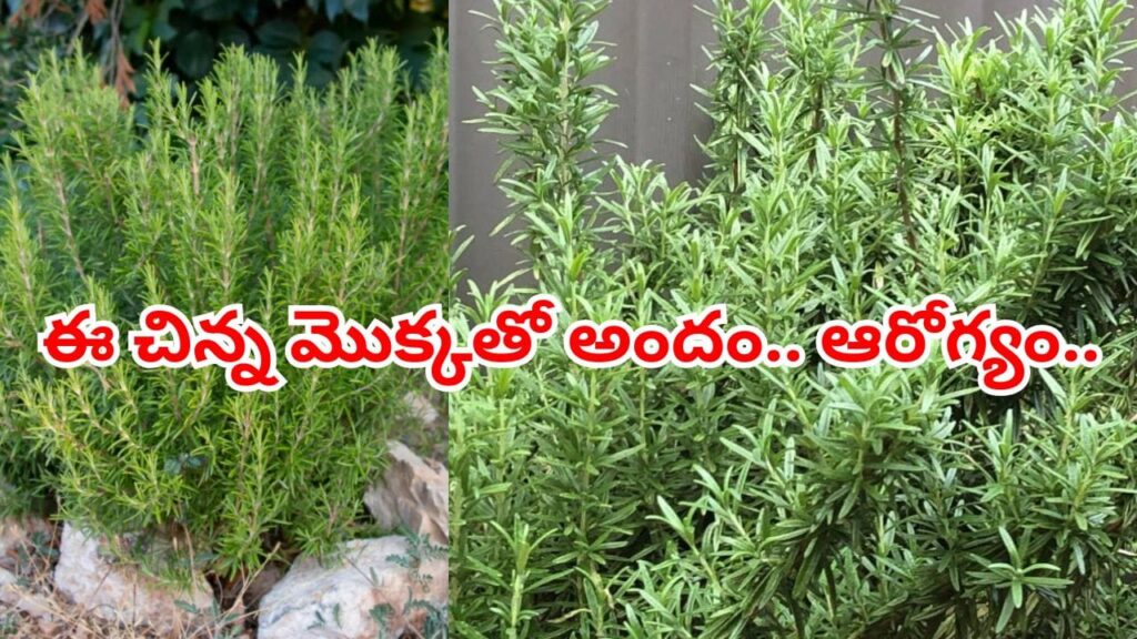 ప్రతి ఇంట్లో ఉండవలసి మొక్క ఇది.. ఒక్కసారి నాటితే 30 ఏళ్లు బతుకుతుంది.. లాభాలు తెలిస్తే వావ్..