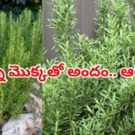 ప్రతి ఇంట్లో ఉండవలసి మొక్క ఇది.. ఒక్కసారి నాటితే 30 ఏళ్లు బతుకుతుంది.. లాభాలు తెలిస్తే వావ్..