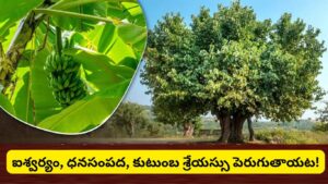 వారంలో ఏ రోజున ఏ చెట్టును పూజించాలి? ఈ వృక్షారాధనతో ధనం, ఆరోగ్యం, శని దోషాల నుంచి ఉపశమనం!
