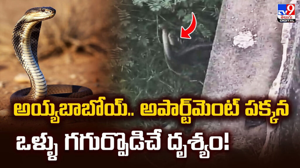 అయ్యబాబోయ్‌.. అపార్ట్‌మెంట్ పక్కన ఒళ్ళు గగుర్పొడిచే దృశ్యం!