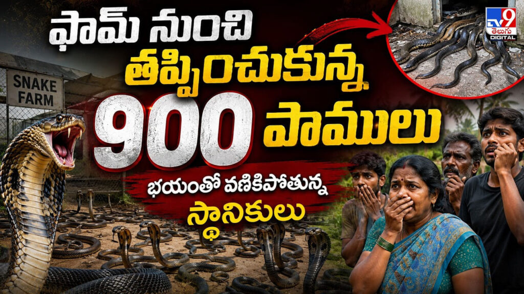 ఫామ్‌ నుంచి తప్పించుకున్న 900 పాములు భయంతో వణికిపోతున్న స్థానికులు