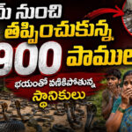ఫామ్‌ నుంచి తప్పించుకున్న 900 పాములు భయంతో వణికిపోతున్న స్థానికులు