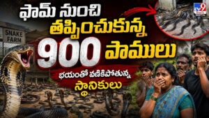 ఫామ్‌ నుంచి తప్పించుకున్న 900 పాములు భయంతో వణికిపోతున్న స్థానికులు
