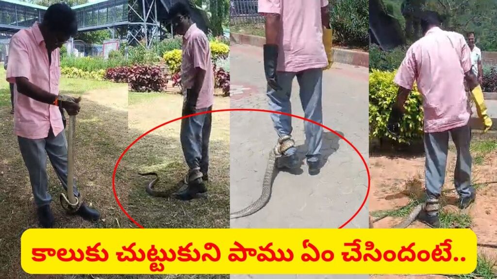 Watch: తిరుమలలో 9 అడుగుల భారీ పాము.. కాలుకు చుట్టుకుని ఏం చేసిందో తెలుసా..? ఇదిగో వీడియో