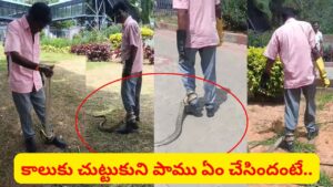 Watch: తిరుమలలో 9 అడుగుల భారీ పాము.. కాలుకు చుట్టుకుని ఏం చేసిందో తెలుసా..? ఇదిగో వీడియో